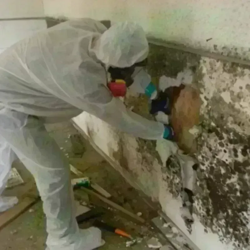 Mold Remediation and Removal in Montevideo, MN